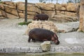 Hippopotamus amphibius, at the zoo. Royalty Free Stock Photo