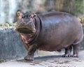 Hippopotamus animal stock photos. Hippopotamus in the park zoo. Image. Portrait. Picture