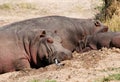 Hippopotamus and baby hippo