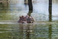 Hippopotamus with baby in lake Royalty Free Stock Photo