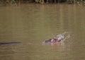 Hippopotamus baby in the water at the ISimangaliso Wetland Park Royalty Free Stock Photo
