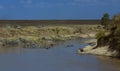 Hippopotamus on the banks of Mara River seen at Masai Mara, Kenya Royalty Free Stock Photo