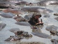 Hippopotamus Bathing and Yawn Royalty Free Stock Photo