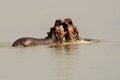 Hippos fighting in the river