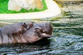 Hippo opening jaws. Head closeup. Royalty Free Stock Photo