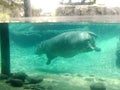 Hippopotamus in Busch gardens