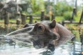 Hippopotamus in Busch Gardens Tampa Bay. Florida.