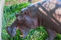 Hippopotamus in captivity