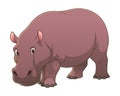 Hippopotamus Cartoon Animal Illustration Color