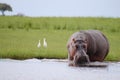 Hippopotamus - Chobe National Park - Botswana Royalty Free Stock Photo