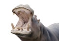 Hippopotamus Royalty Free Stock Photo