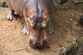 Hippopotamus