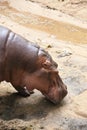 Hippopotamus