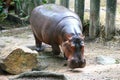 Hippopotamus