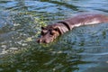 Hippopotamus Royalty Free Stock Photo