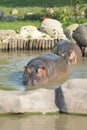 Hippopotamus disambiguation