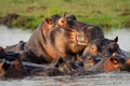 Hippopotamus dominant male, Botswana Royalty Free Stock Photo