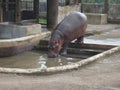 Hippopotamus drinking water in captivity Royalty Free Stock Photo