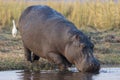 Hippopotamus drinking water