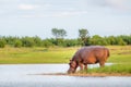 Hippopotamus drinking water in Lake Kariba Zimbabwe