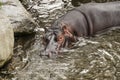 Hippopotamus in Dublin Zoo