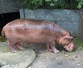 Hippopotamus Royalty Free Stock Photo