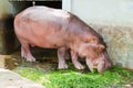 Hippopotamus eating grass