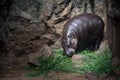 Hippopotamus eating grass. Royalty Free Stock Photo