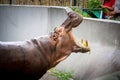 Hippopotamus eating grass.