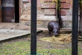 A hippopotamus eating grass, with a blurred background in general Royalty Free Stock Photo