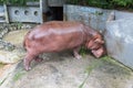 Hippopotamus eating grass in Dusit Zoo, Thailand Royalty Free Stock Photo