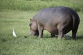 Hippopotamus Eating Grass with Egret and Oxpecker Royalty Free Stock Photo