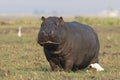 Hippopotamus eating grass out of the river Royalty Free Stock Photo