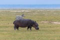 Hippopotamus eating grass in the Serengeti park Royalty Free Stock Photo