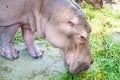 Hippopotamus eating grass Royalty Free Stock Photo