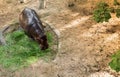 A hippopotamus is eating grass