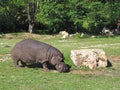 Hippopotamus eating grass Royalty Free Stock Photo