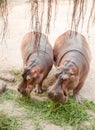 Hippopotamus eating green grass. Royalty Free Stock Photo