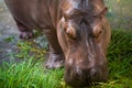 Hippopotamus eating green grass Royalty Free Stock Photo