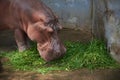 A hippopotamus eating green grass on the ground Royalty Free Stock Photo
