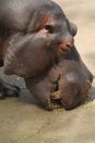 Hippopotamus Eating