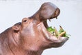 Hippopotamus eating vegetable in a zoo