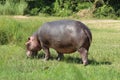 A hippopotamus eats grass on the banks of the Nile River in Uganda Royalty Free Stock Photo