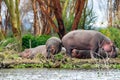 Hippopotamus family relaxing on river bank in lake naivasha, kenya, africa.