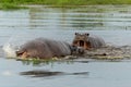 Hippopotamus fighting in the Okavanga Delta in Botswana. Royalty Free Stock Photo