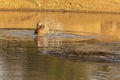 Hippopotamus Fishing in an African River