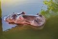 Hippopotamus floating on the water nature background