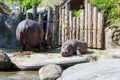 Hippopotamus in front of wooden wall