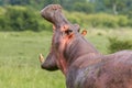 Hippopotamus With Gaping Mouth Royalty Free Stock Photo