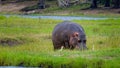 A hippopotamus grazes in the marshland of the Chobe River Royalty Free Stock Photo